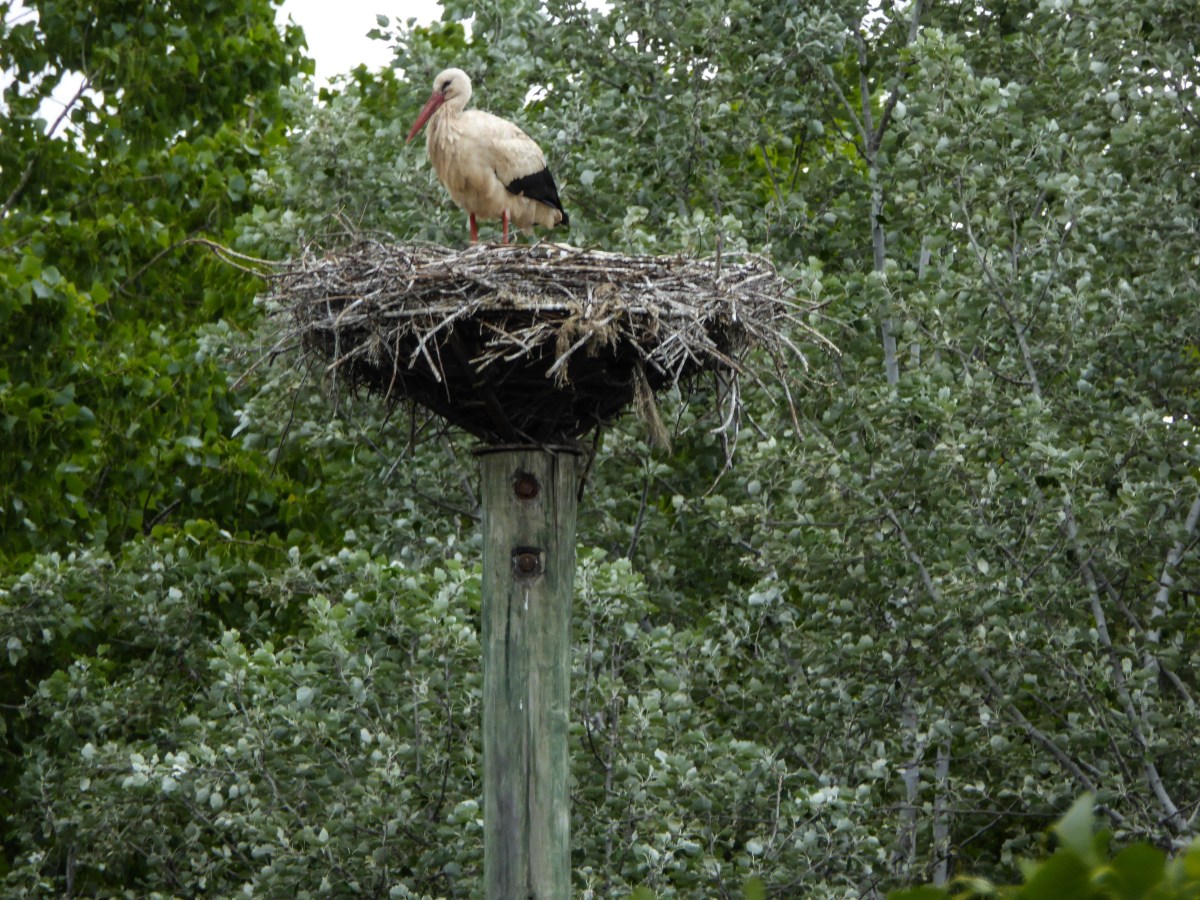 Los Arcos to Logroño.